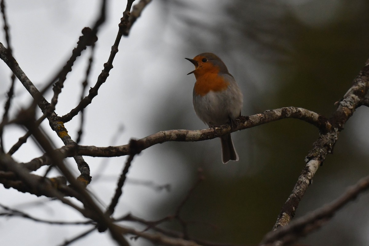 European Robin - Lucie Huot