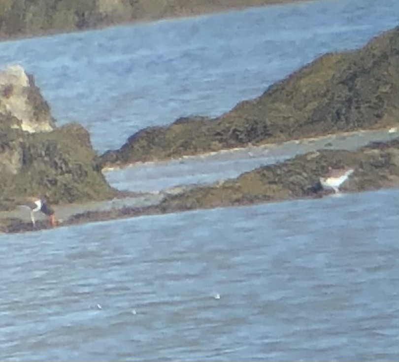 American Oystercatcher - ML323260751