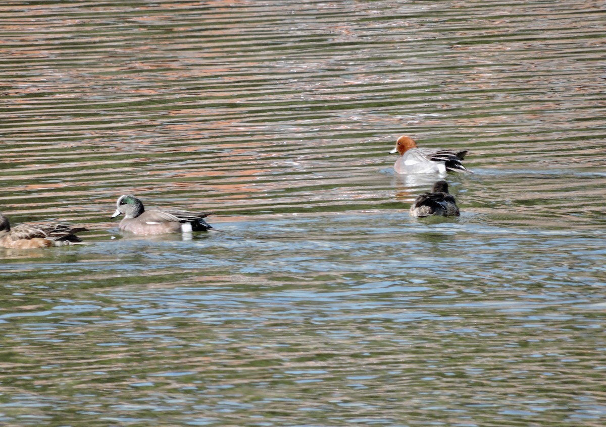 American Wigeon - ML323262291