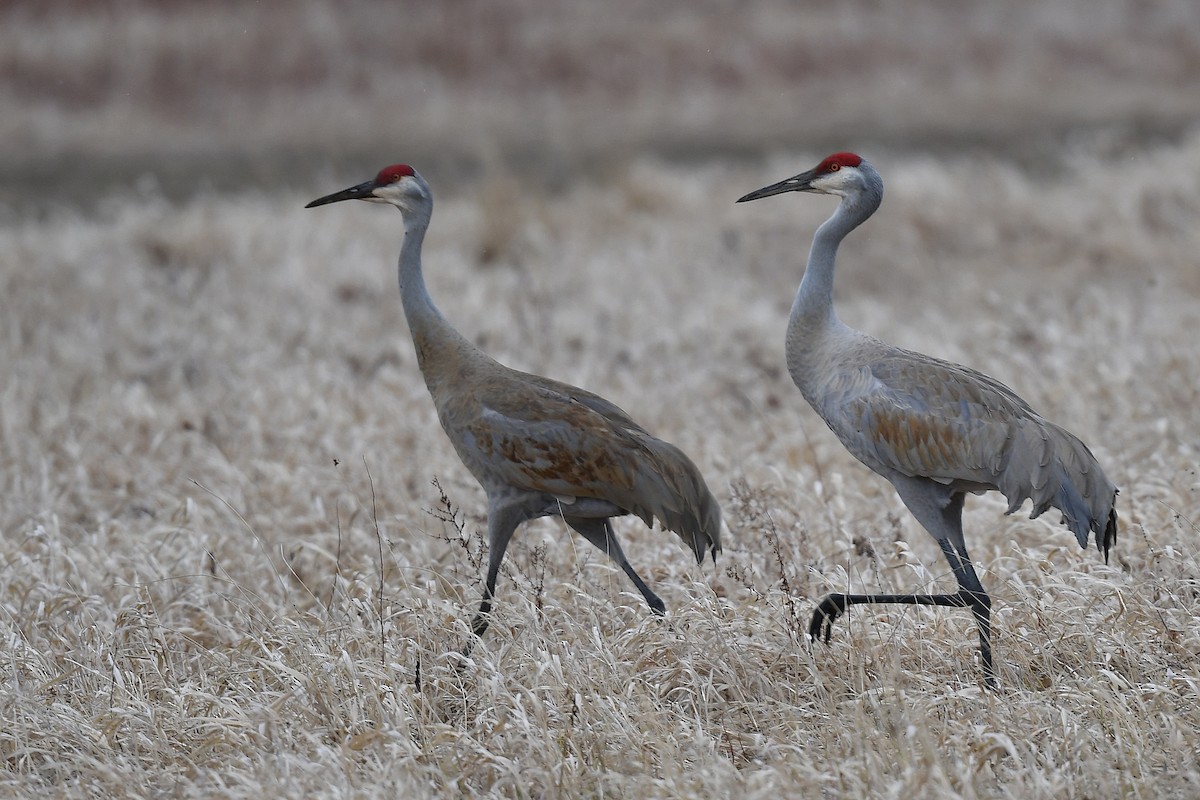 Sandhill Crane - ML323262691