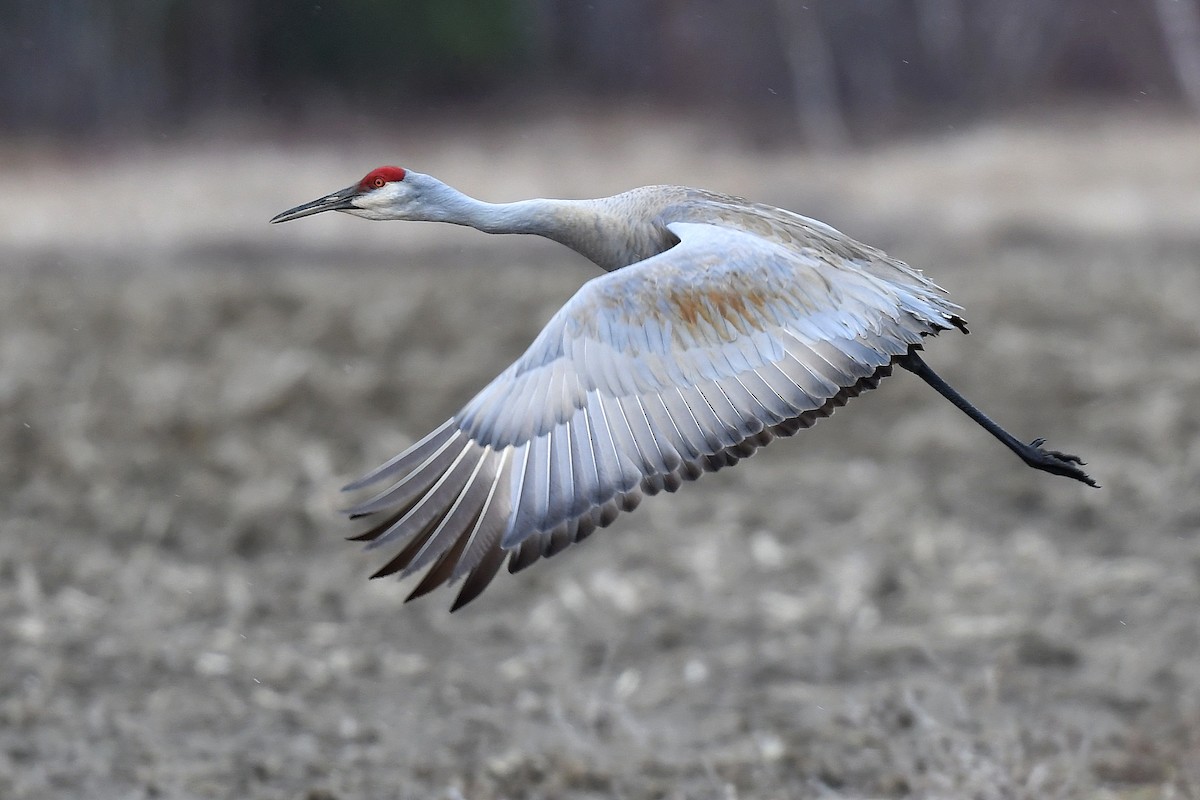 Sandhill Crane - ML323262731