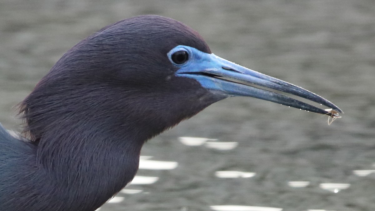 Little Blue Heron - John W. Garbutt