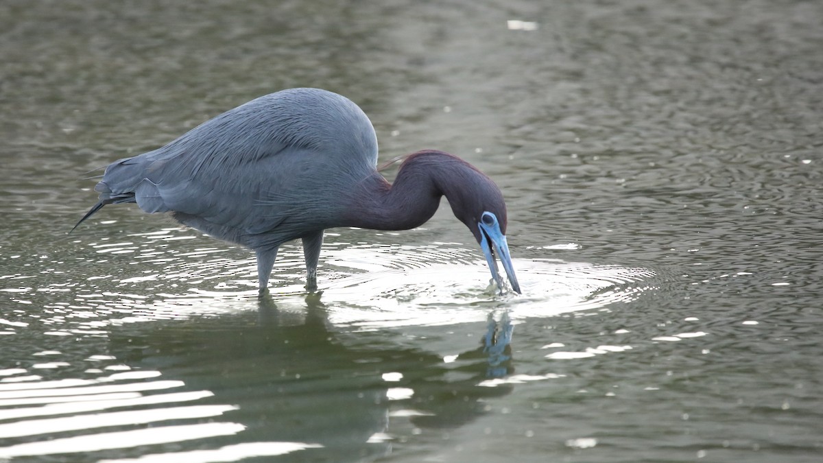 Little Blue Heron - ML323262991