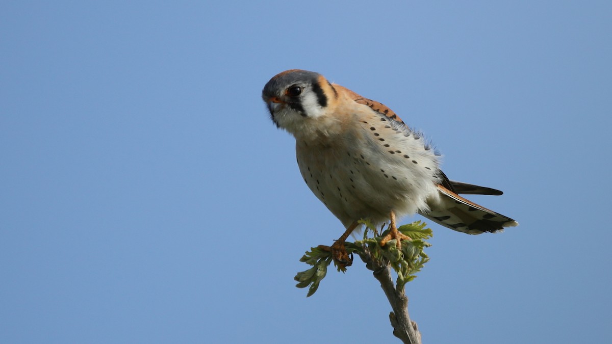 American Kestrel - ML323263051