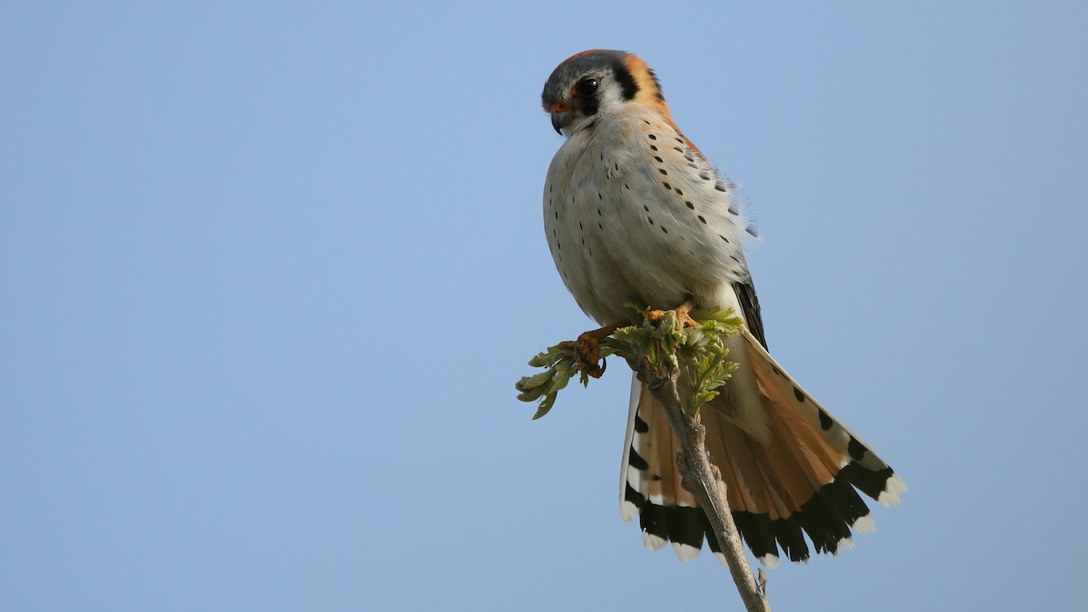 American Kestrel - ML323263081