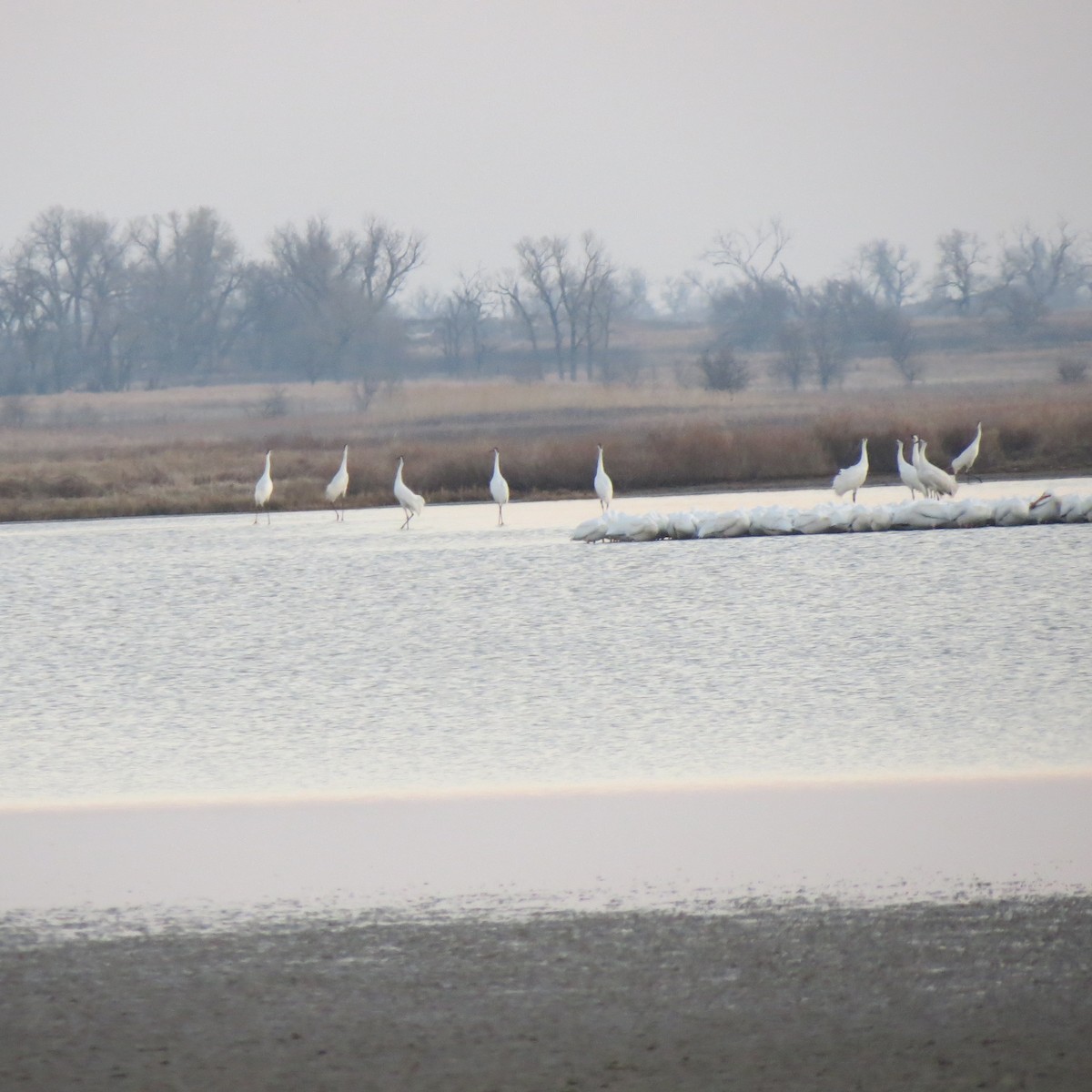 Whooping Crane - ML323264861