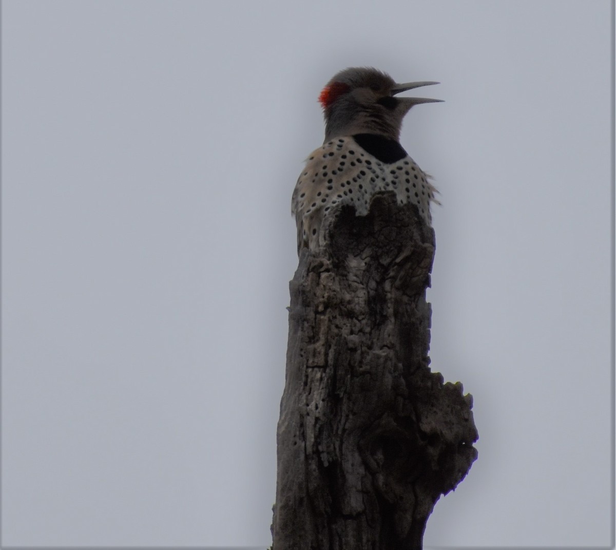 Northern Flicker (Yellow-shafted) - ML323264881