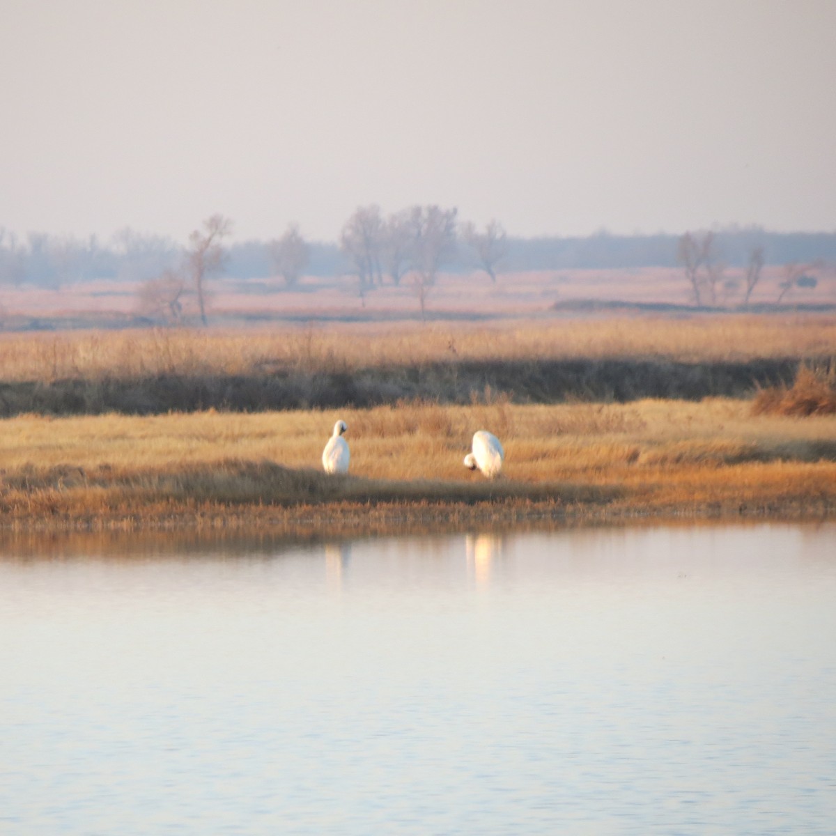 Whooping Crane - ML323264911