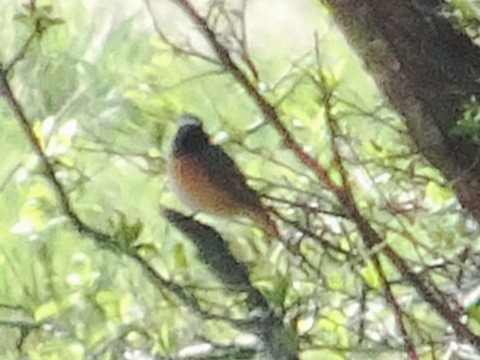 Common Redstart - ML323265511