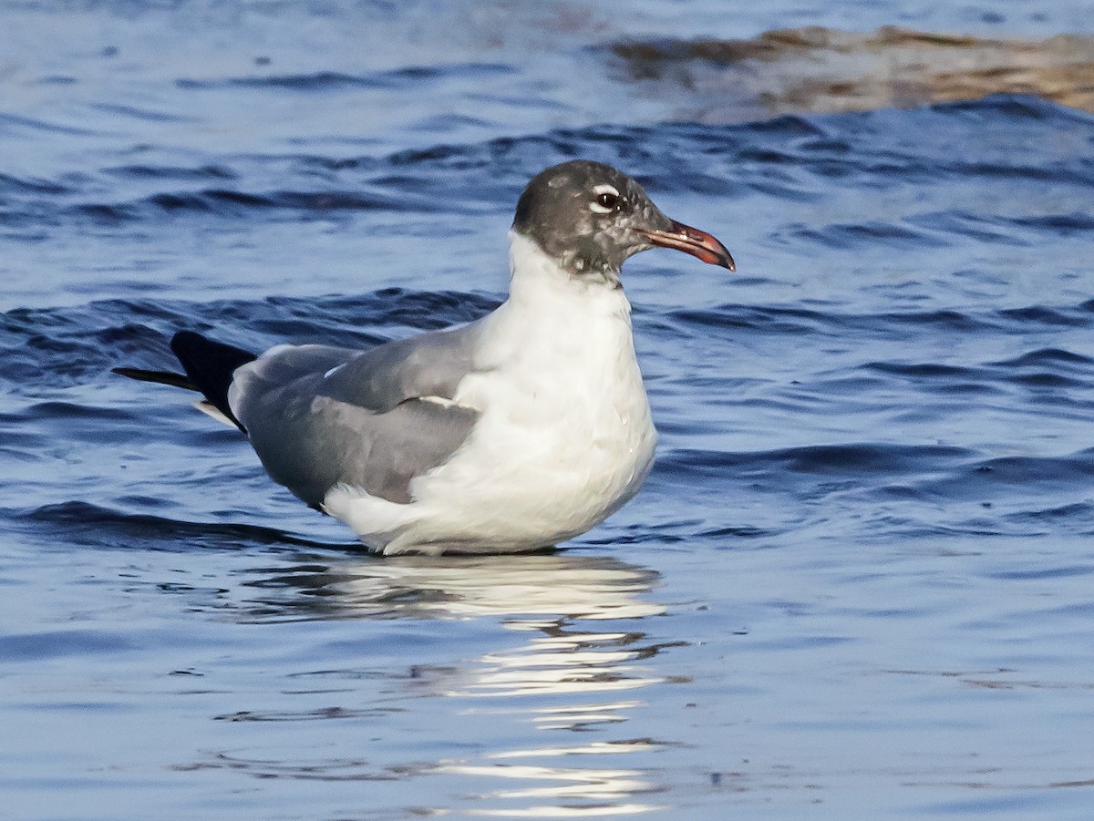 Mouette atricille - ML323267761