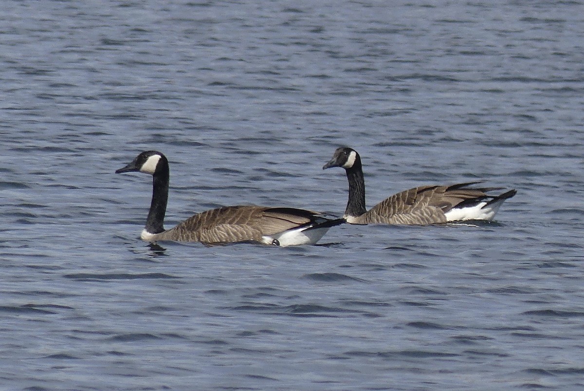 Bernache du Canada - ML323267891
