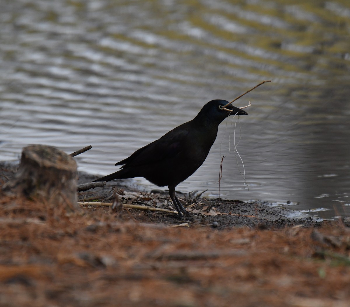 Common Grackle - David Chernack