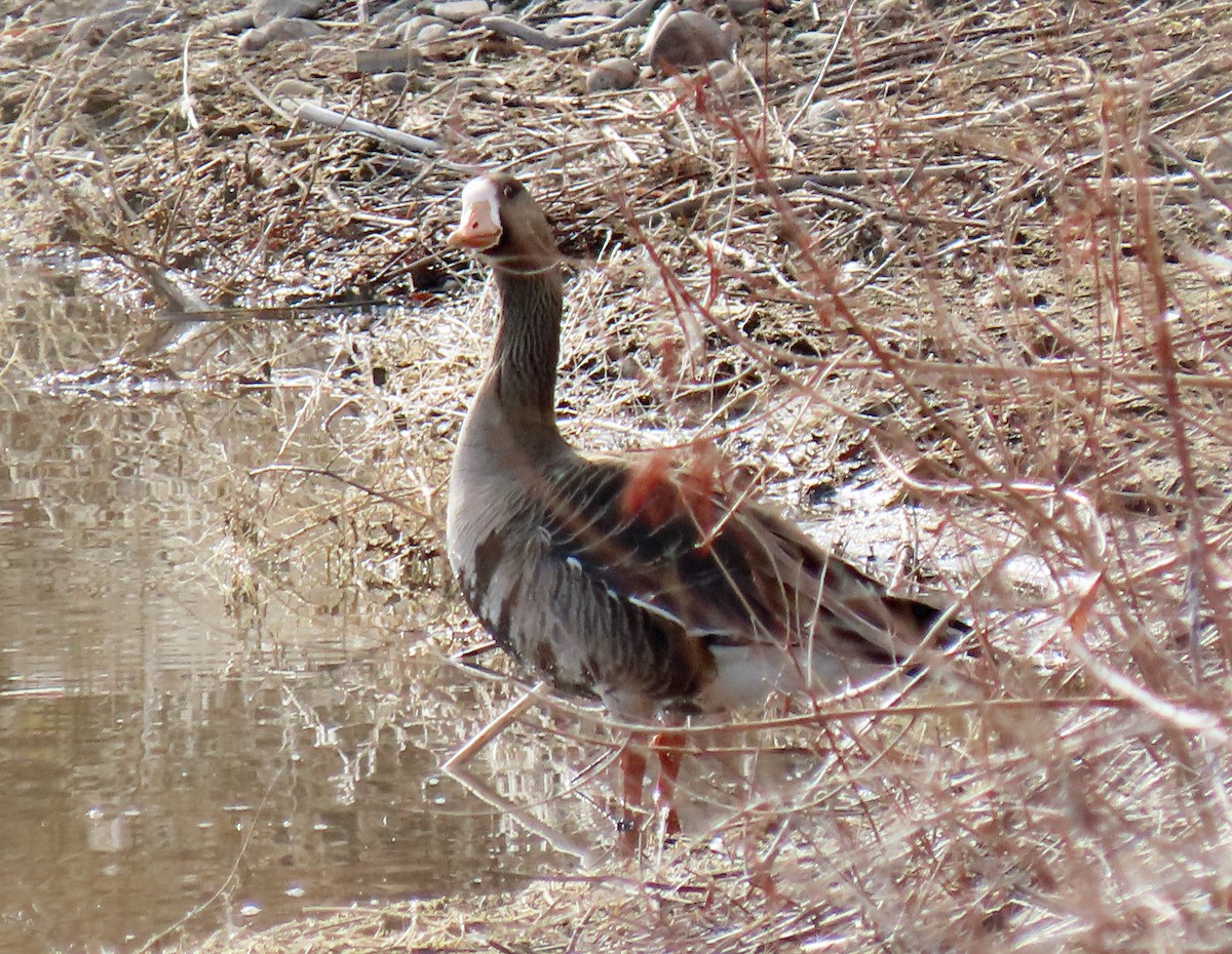 Greater White-fronted Goose - ML323269411