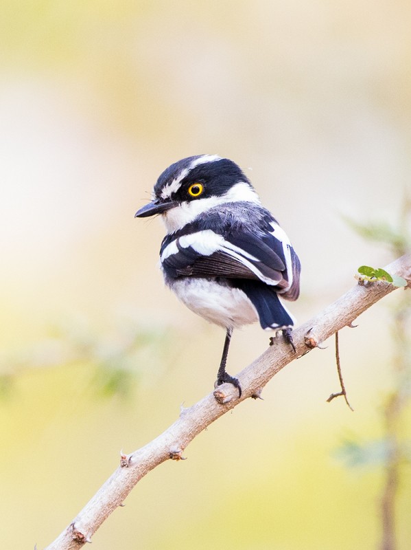 Pale Batis - ML32327191