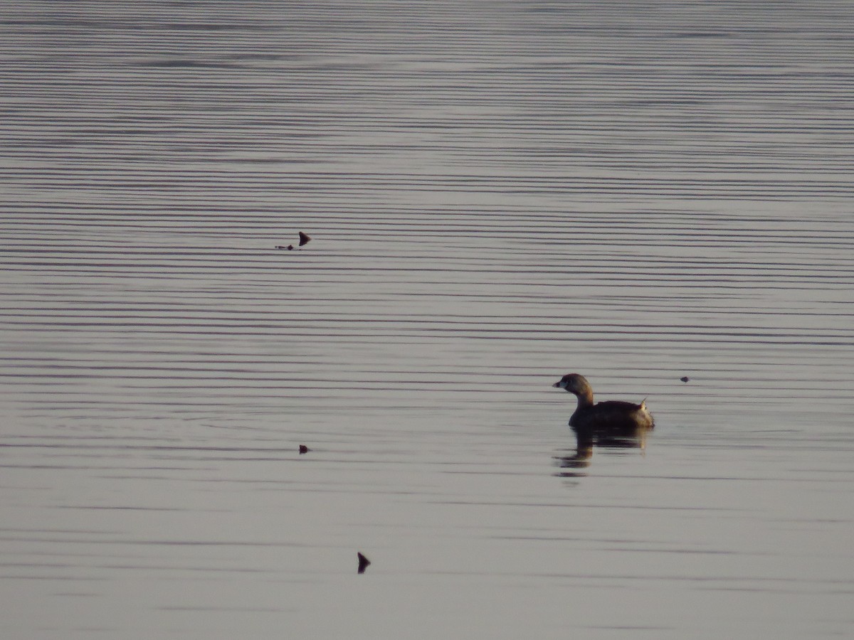 Pied-billed Grebe - ML323274591