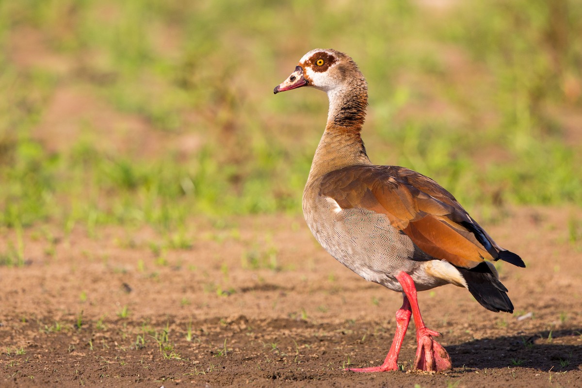 Egyptian Goose - Rhys Marsh