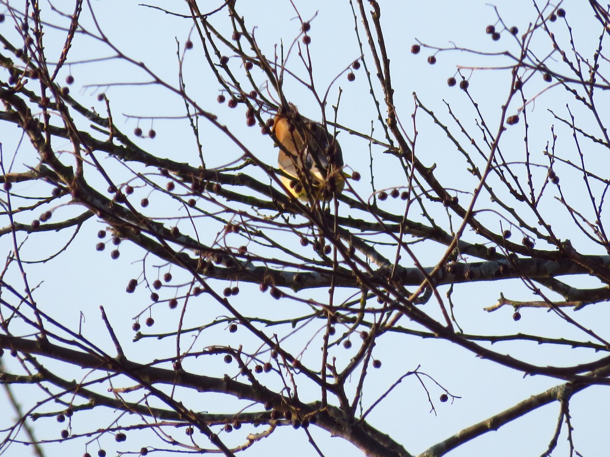 Cedar Waxwing - ML323275611