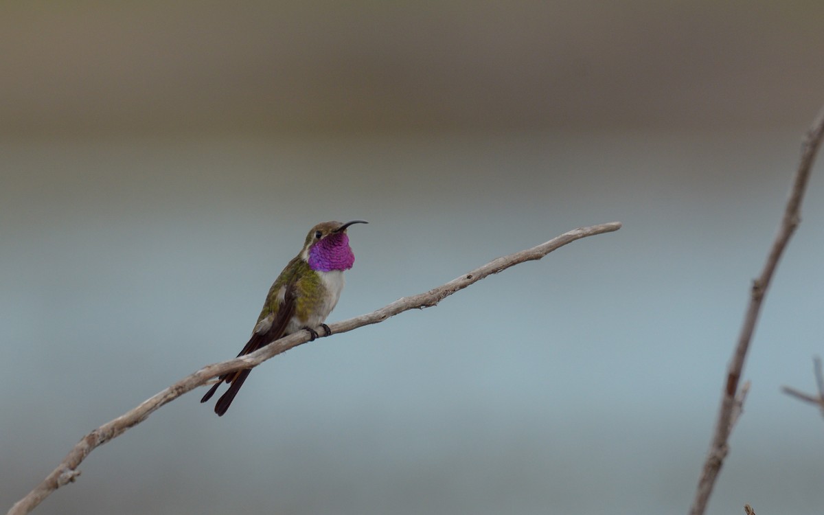 Mexican Sheartail - Luis Trinchan