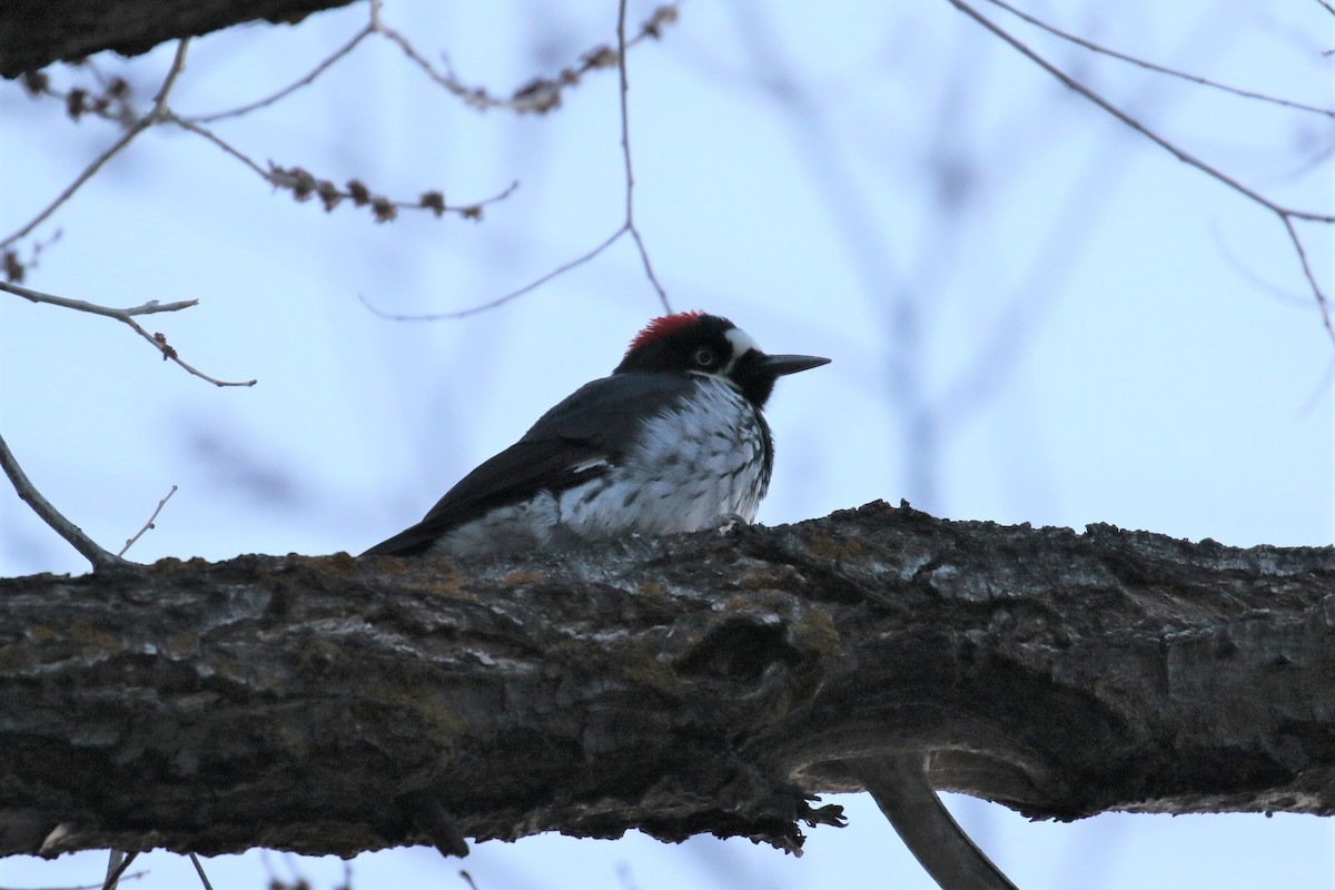 Acorn Woodpecker - 🦉Max Malmquist🦉