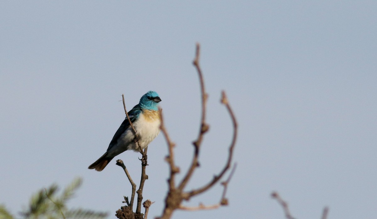 Lazuli Bunting - ML32327901