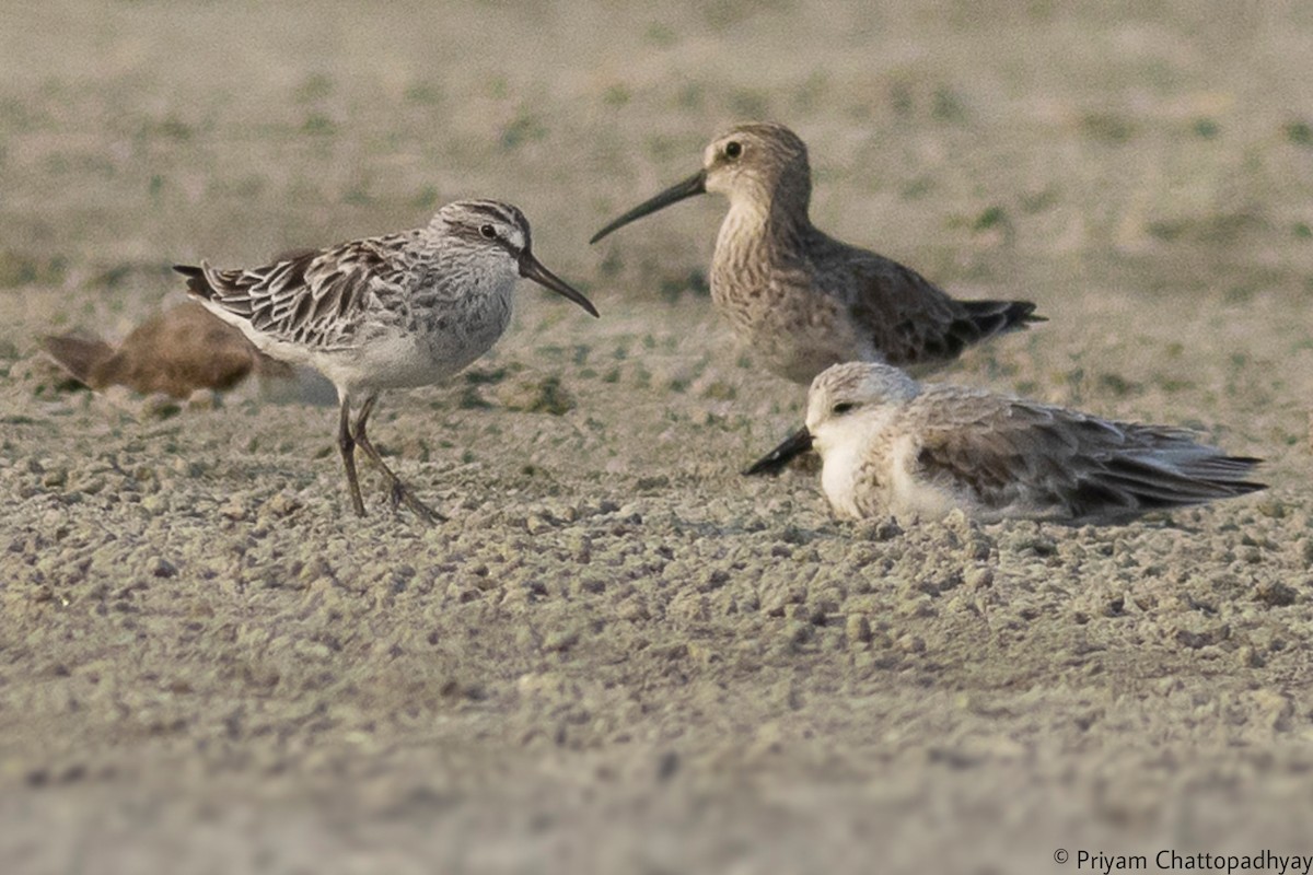 Broad-billed Sandpiper - ML323281731