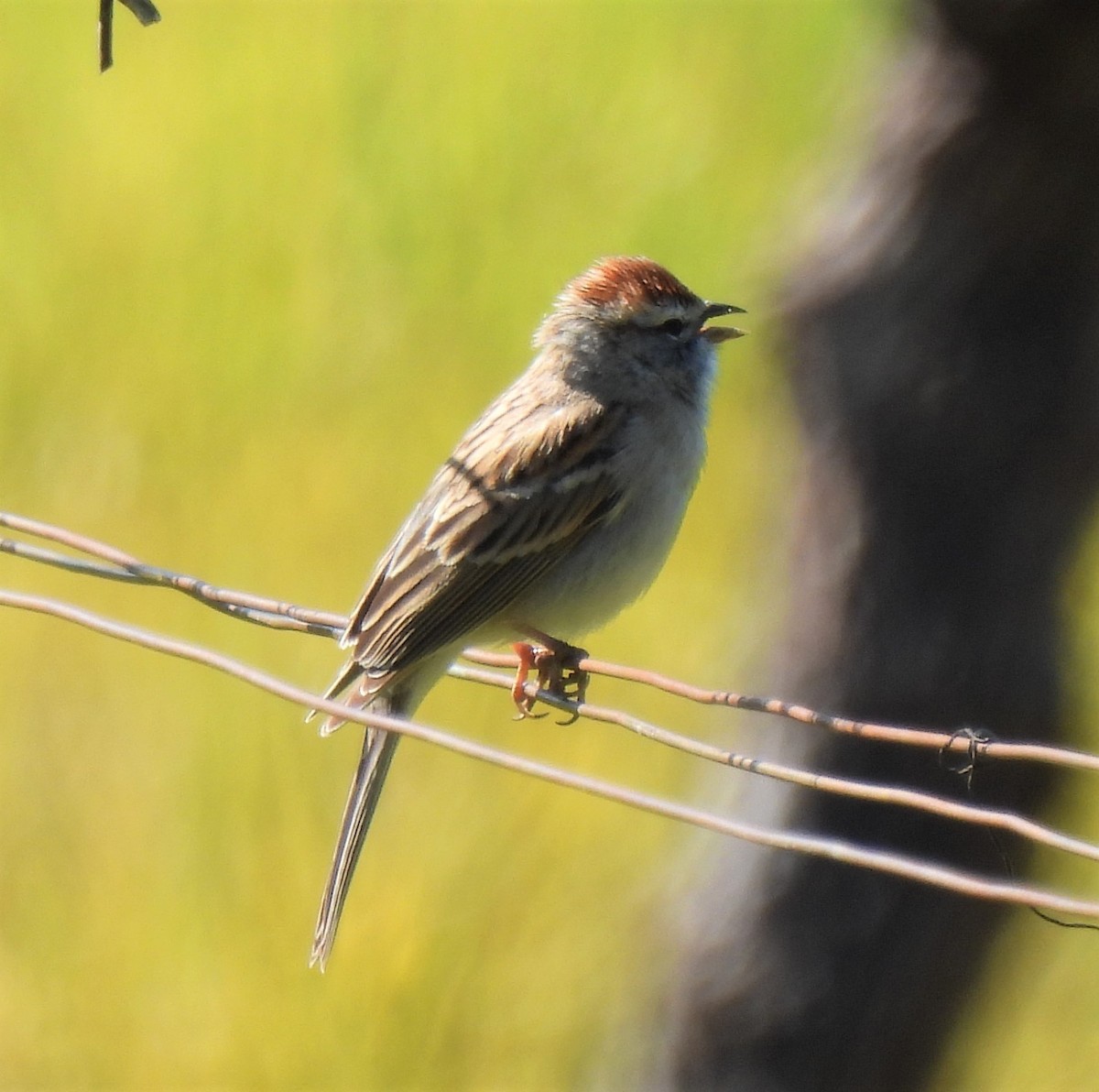 Chipping Sparrow - Rick Bennett