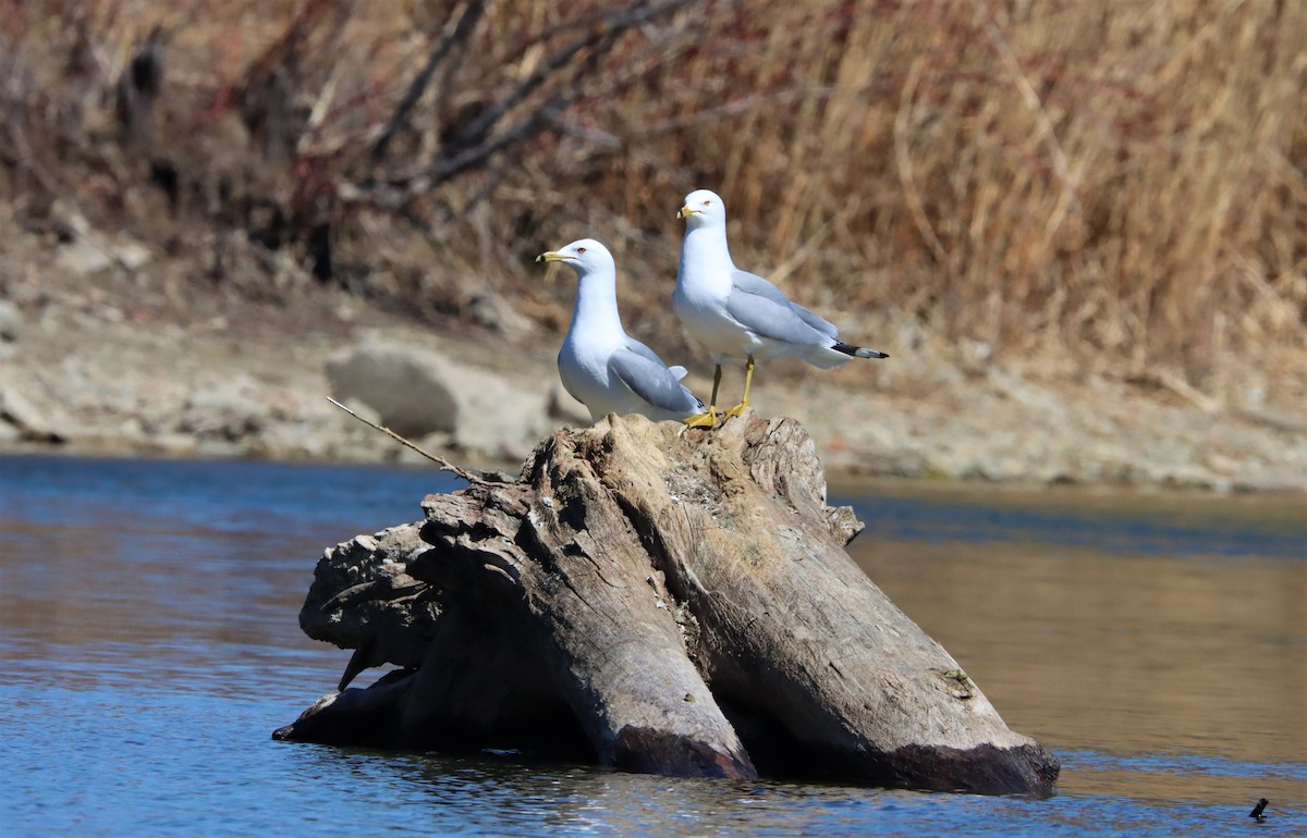 Ring-billed Gull - ML323283391