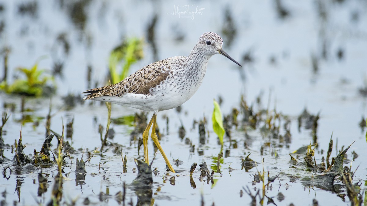 Marsh Sandpiper - ML323283931