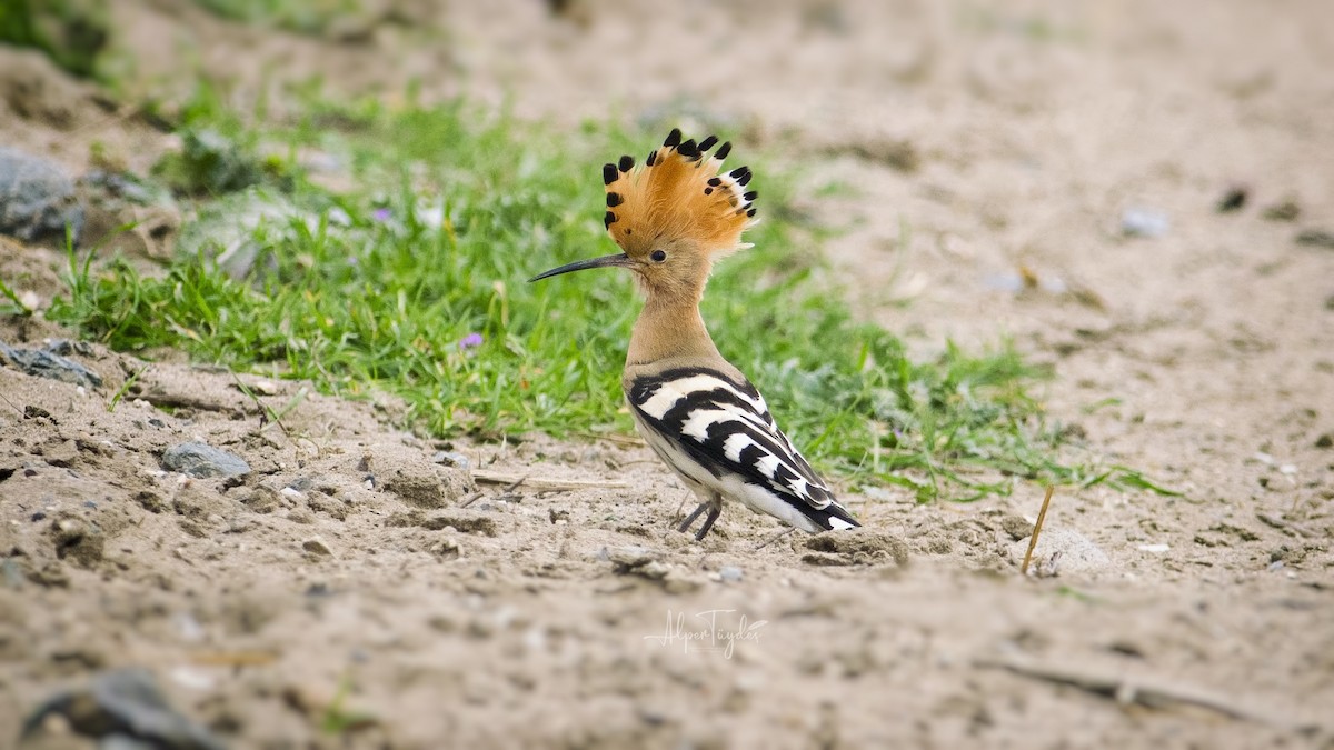 Eurasian Hoopoe - ML323283981