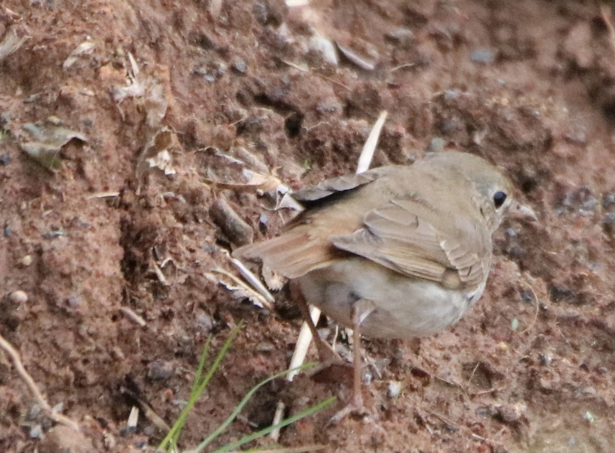 Hermit Thrush - ML323283991