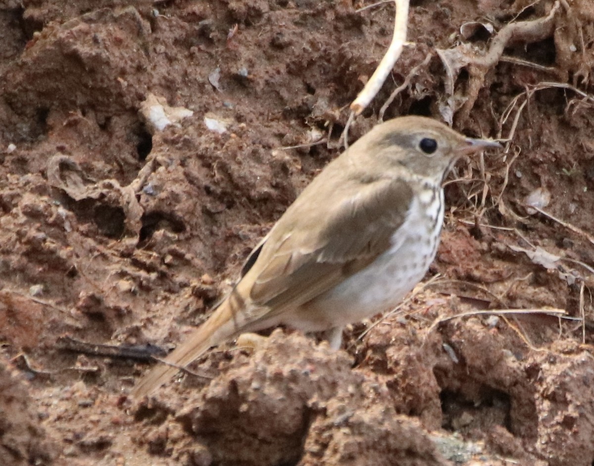 Hermit Thrush - ML323284001