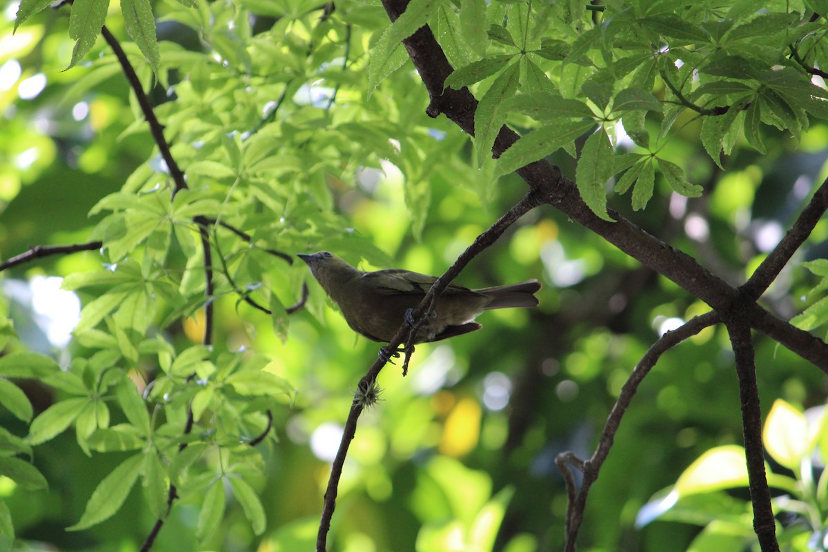 Palm Tanager - ML323285941