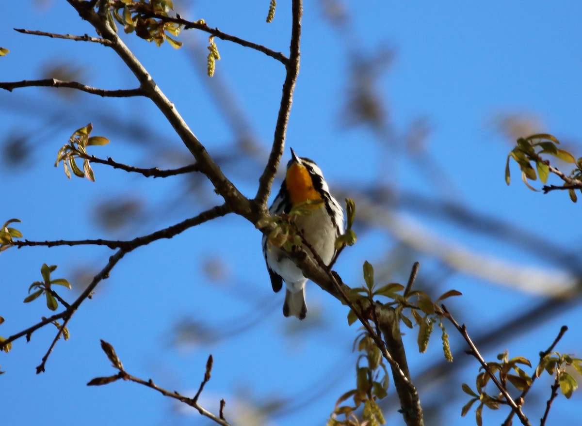 Yellow-throated Warbler - ML323286171