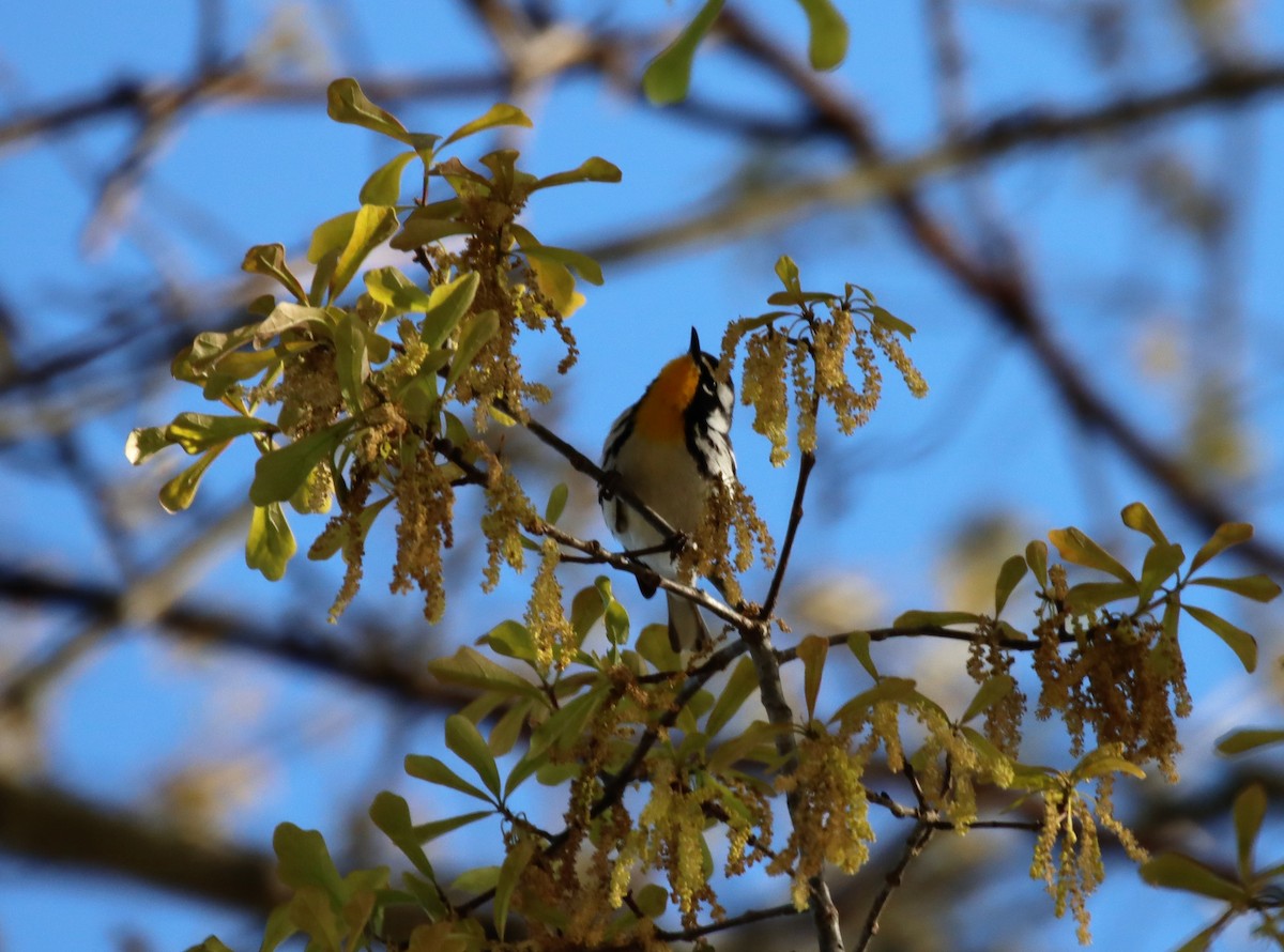 Yellow-throated Warbler - ML323286231