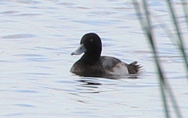 Greater Scaup - ML323287081