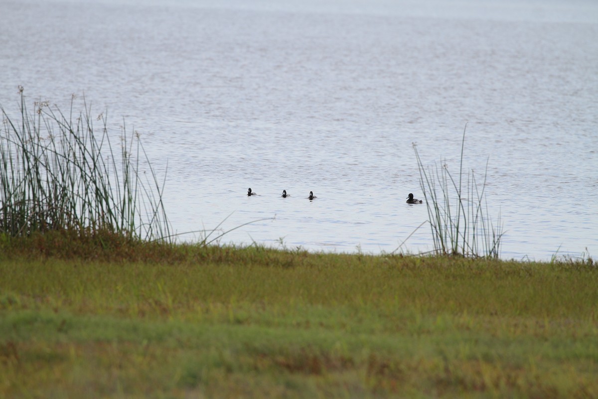 Greater Scaup - ML323287521