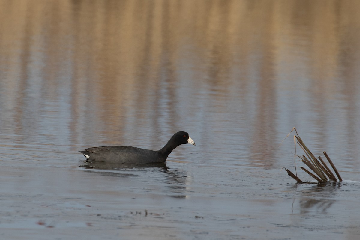 American Coot - ML323288681