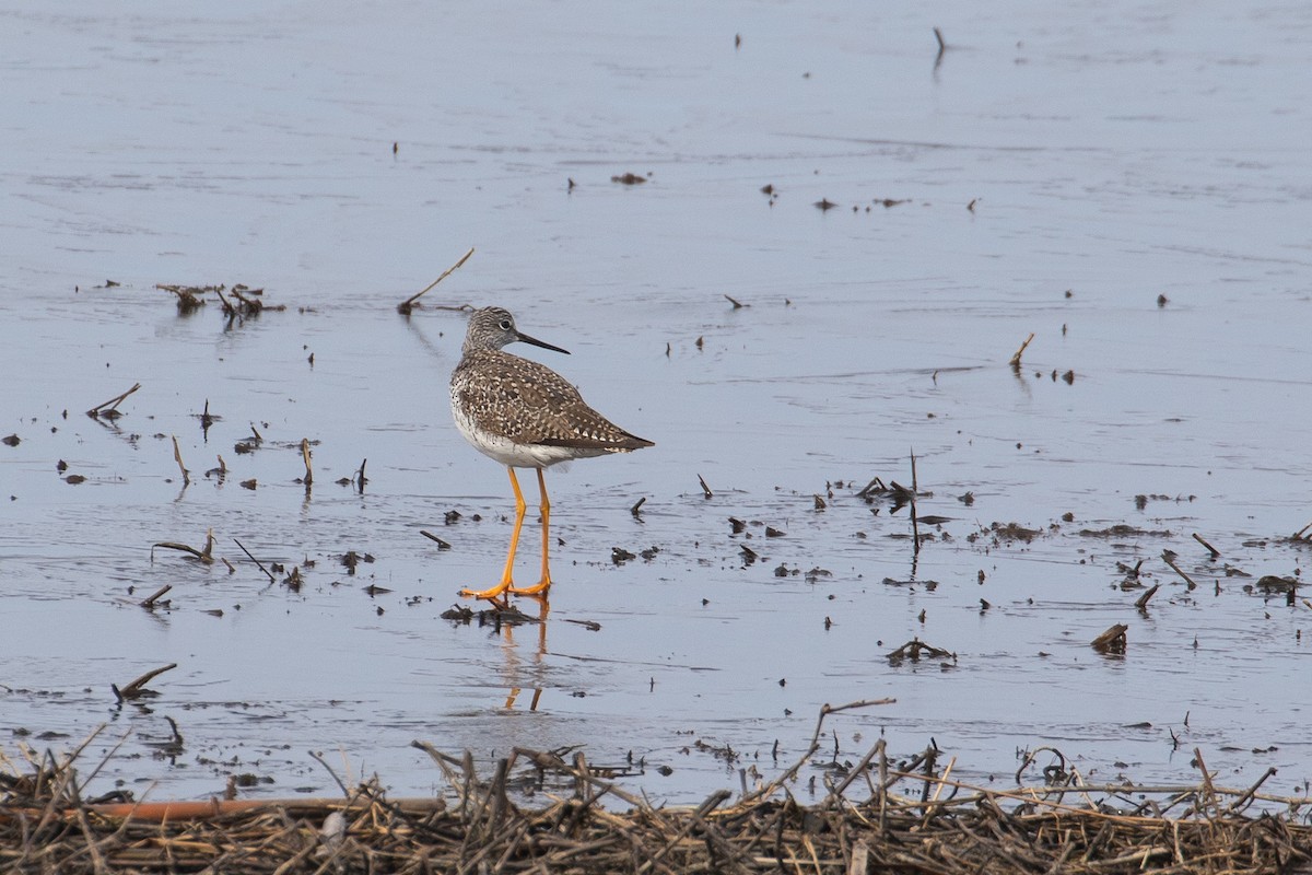 Greater Yellowlegs - ML323288721