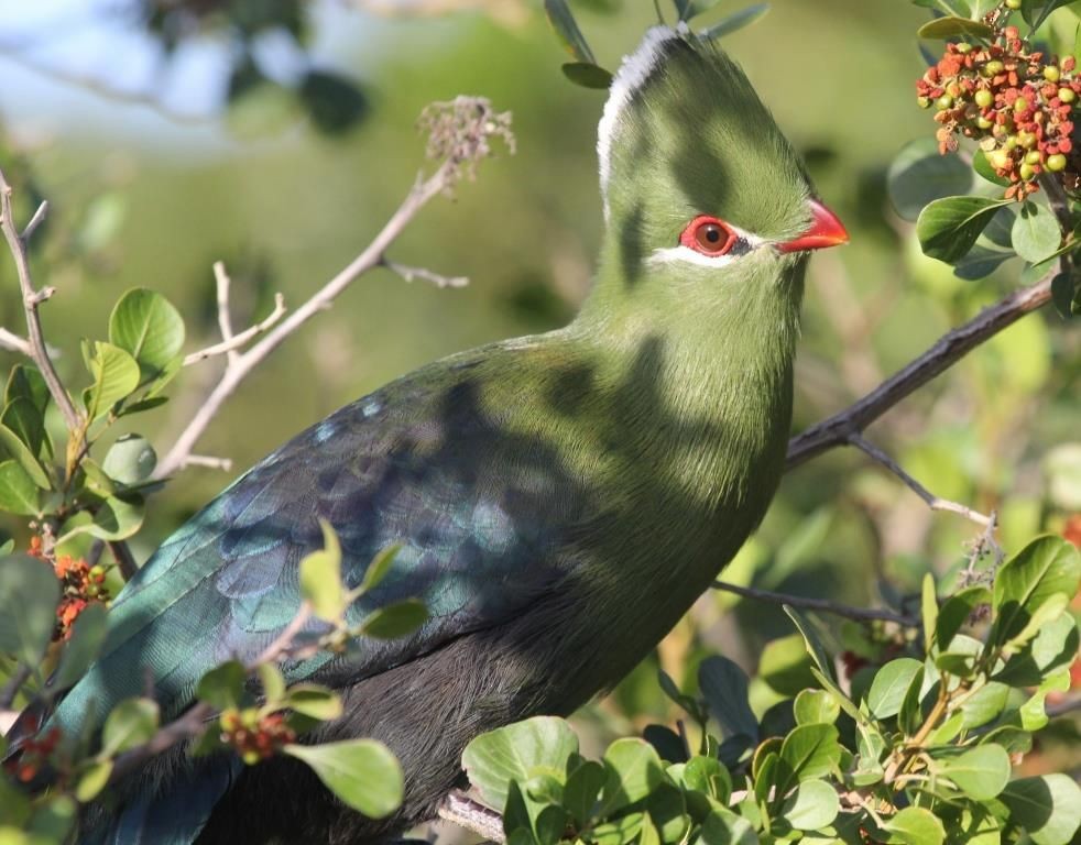 Knysna Turaco - ML32328921