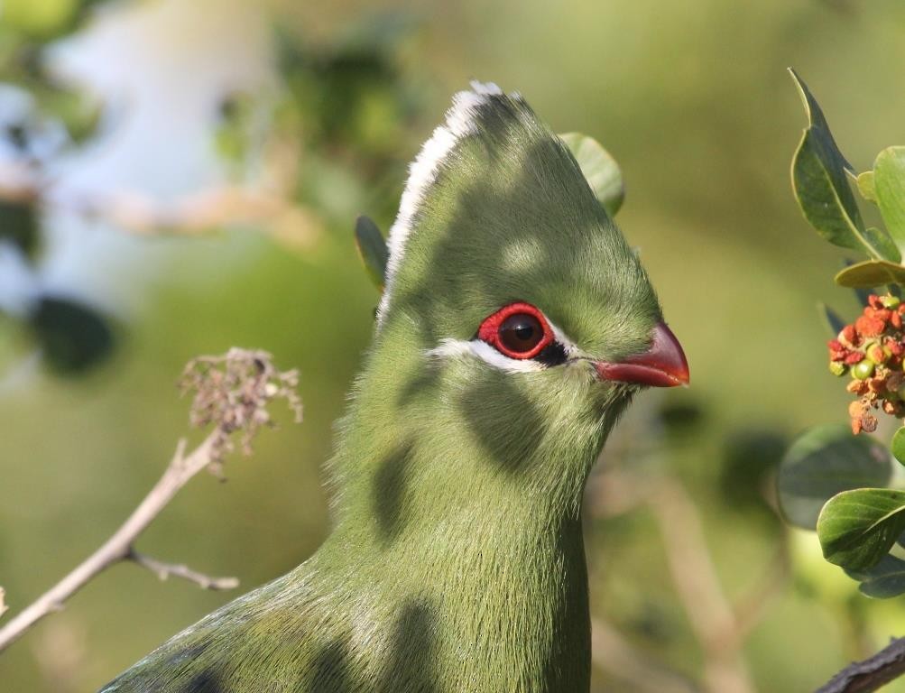 Knysna Turaco - Niel Bruce