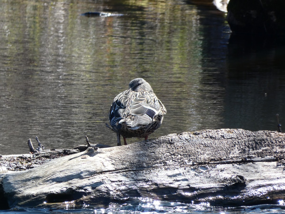 Mallard - Joseph Woodmansee