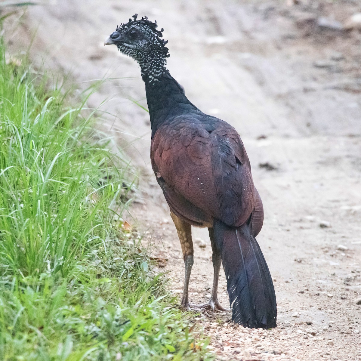 Great Curassow - ML323289481