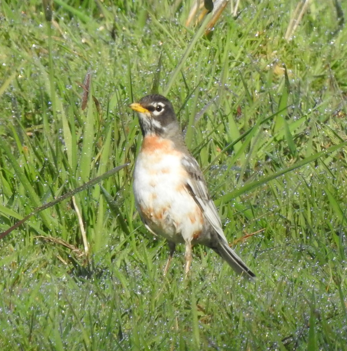 American Robin - ML323290471