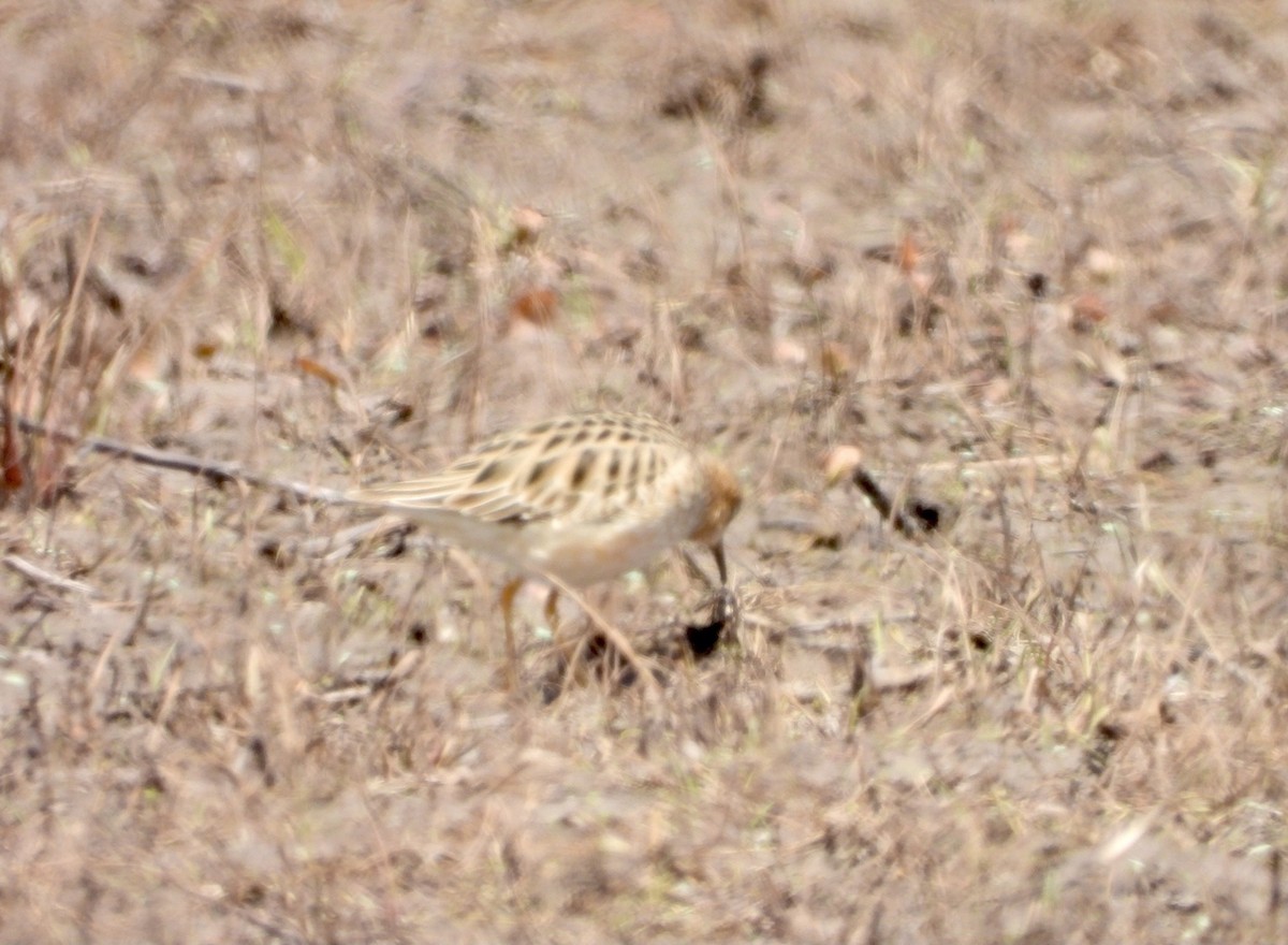 Buff-breasted Sandpiper - Charlotte Chehotsky