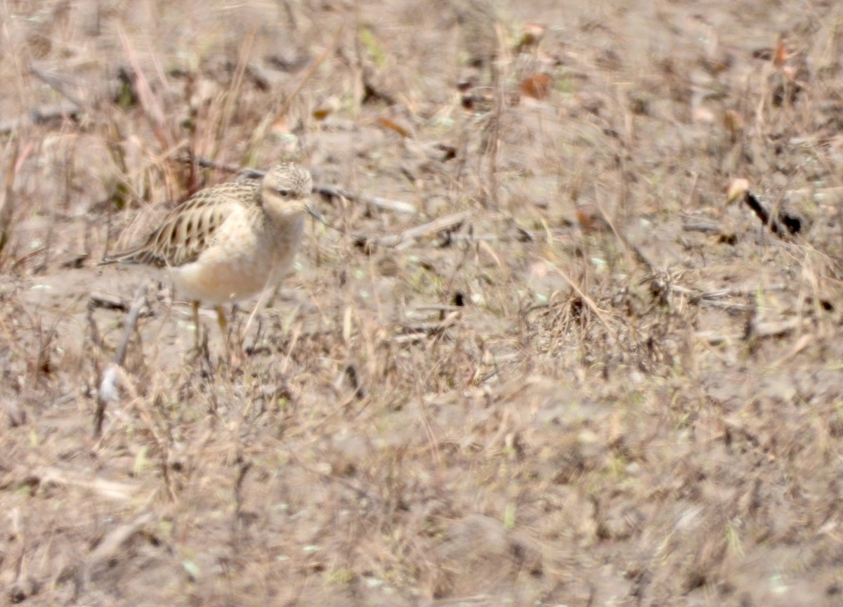 Buff-breasted Sandpiper - ML323291411