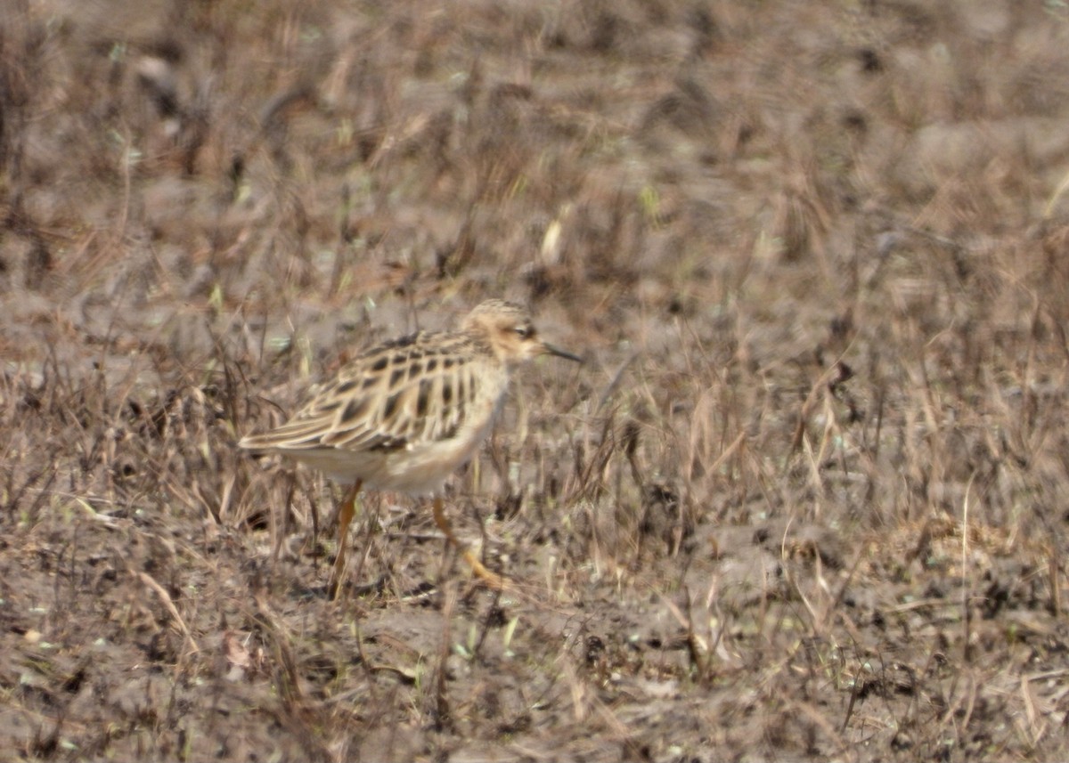 Buff-breasted Sandpiper - ML323291441