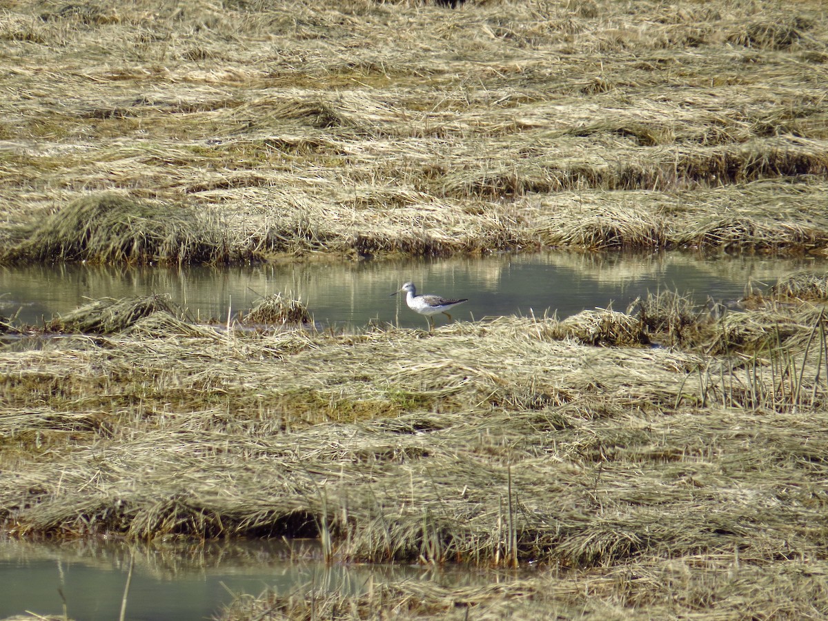 Greater Yellowlegs - ML323292221