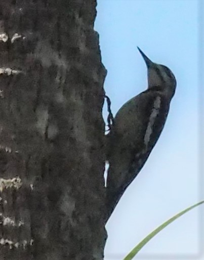 Yellow-bellied Sapsucker - ML323293111