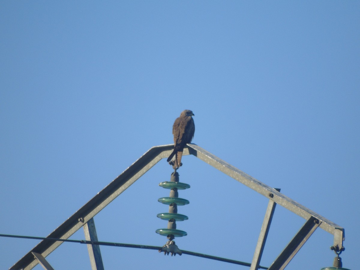 Black Kite - Adrián Suárez Rozada