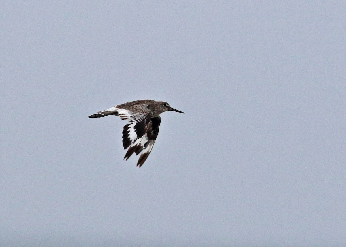 Chevalier semipalmé (inornata) - ML32329541